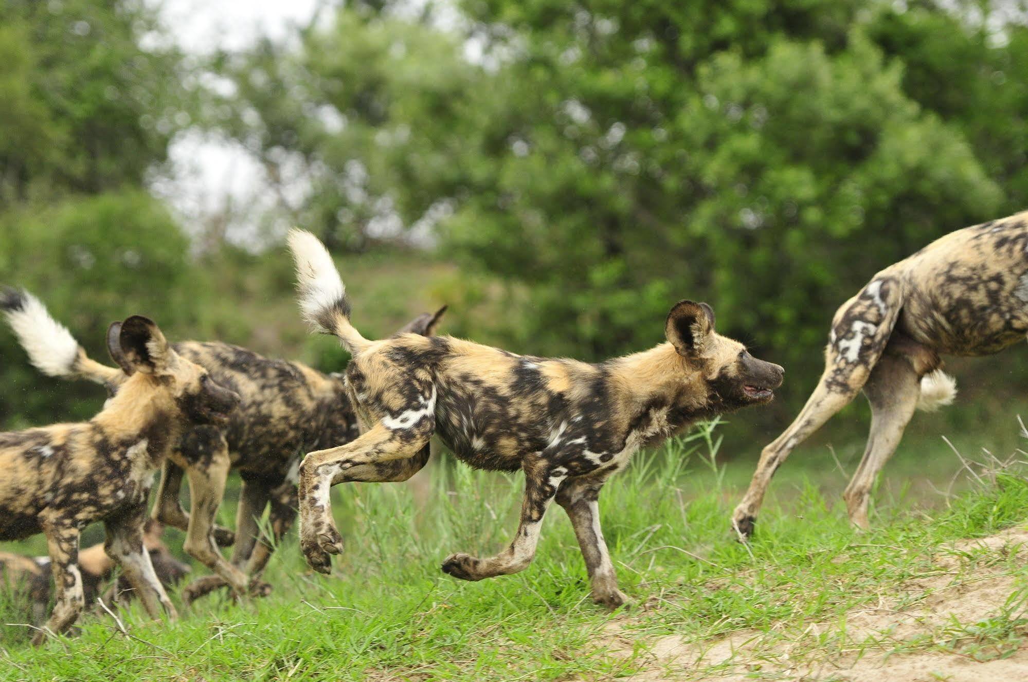Inyati Game Lodge Metsi エクステリア 写真