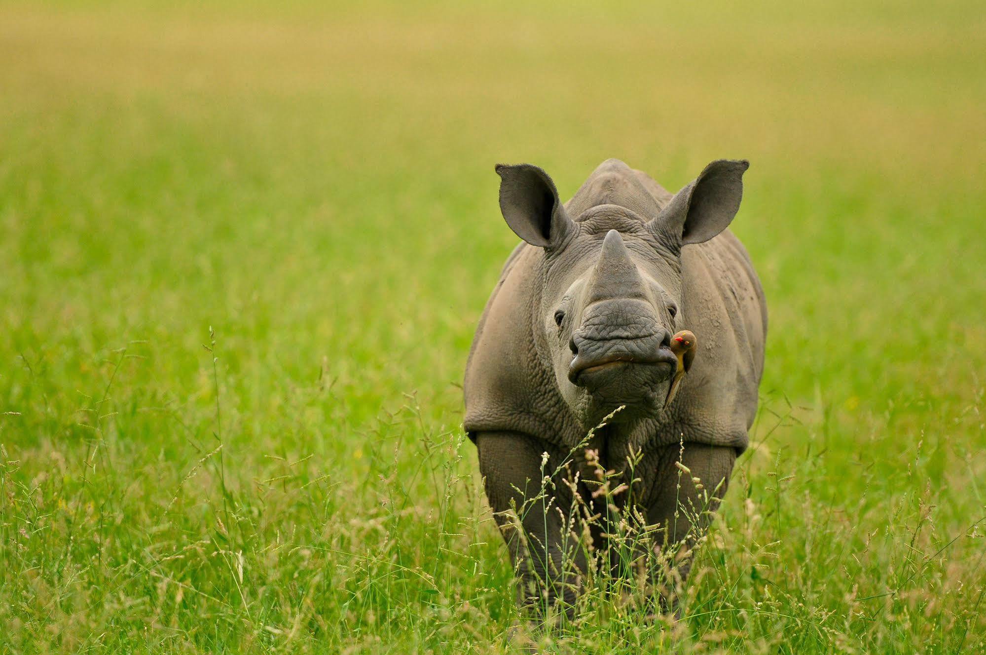 Inyati Game Lodge Metsi エクステリア 写真